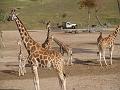 Giraffe Family-2
